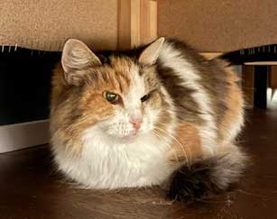 Sibirisk katt Colbie