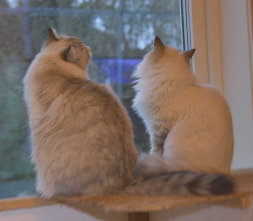 Neva Masquerade katt Whiffi och Ritzi