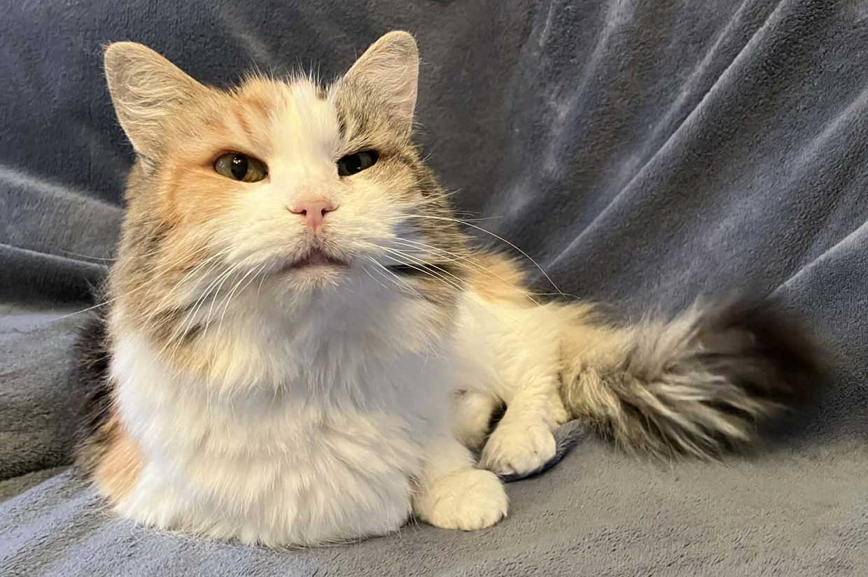 Sibirisk katt Colbie
