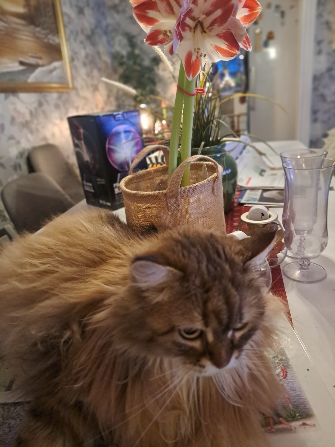 Sibirisk katt Styx