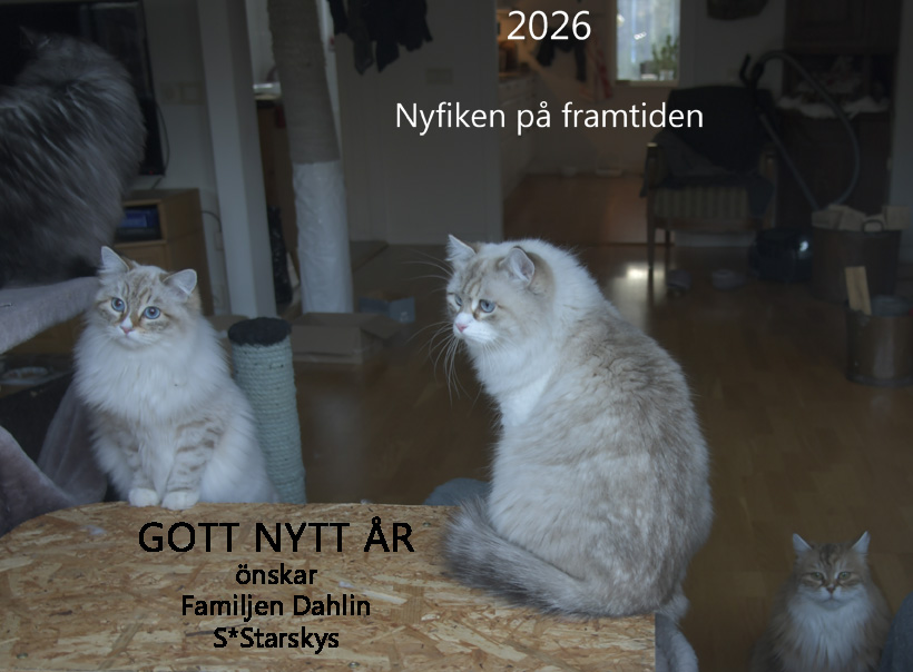 Starskys Gott Nytt År