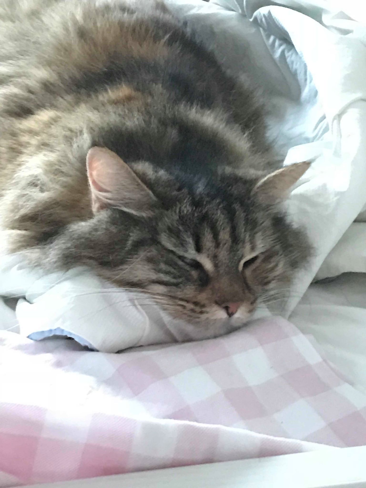 sibiriskkatt Galaxy