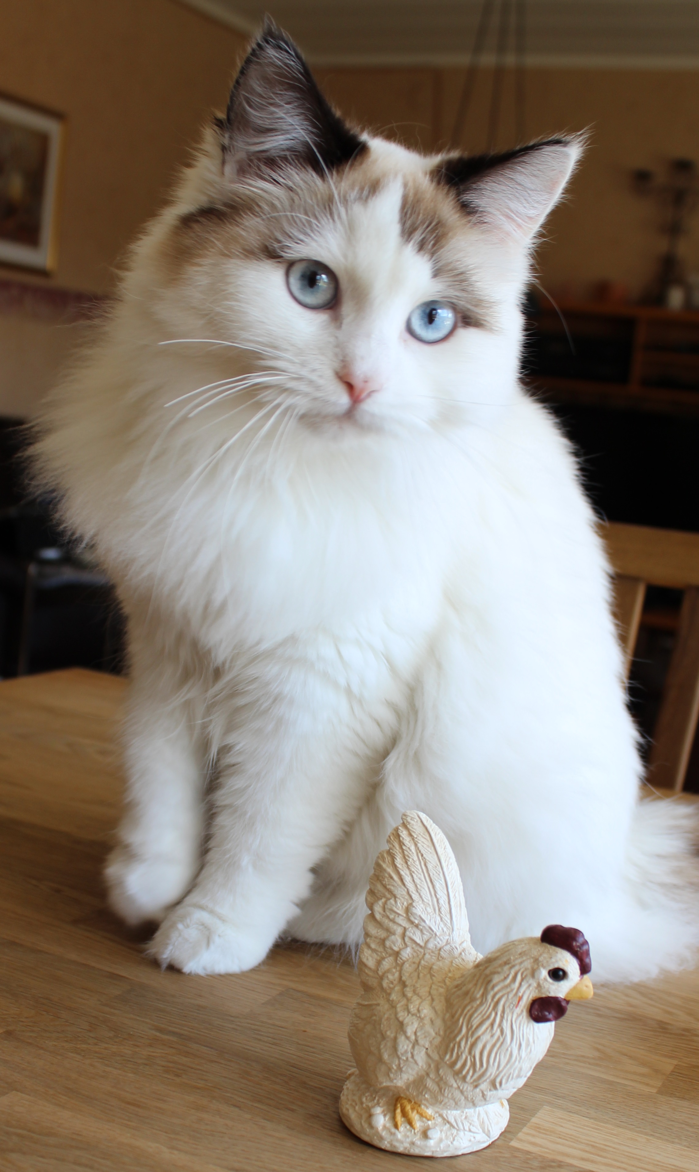 neva masqueradekatt Ophelia
