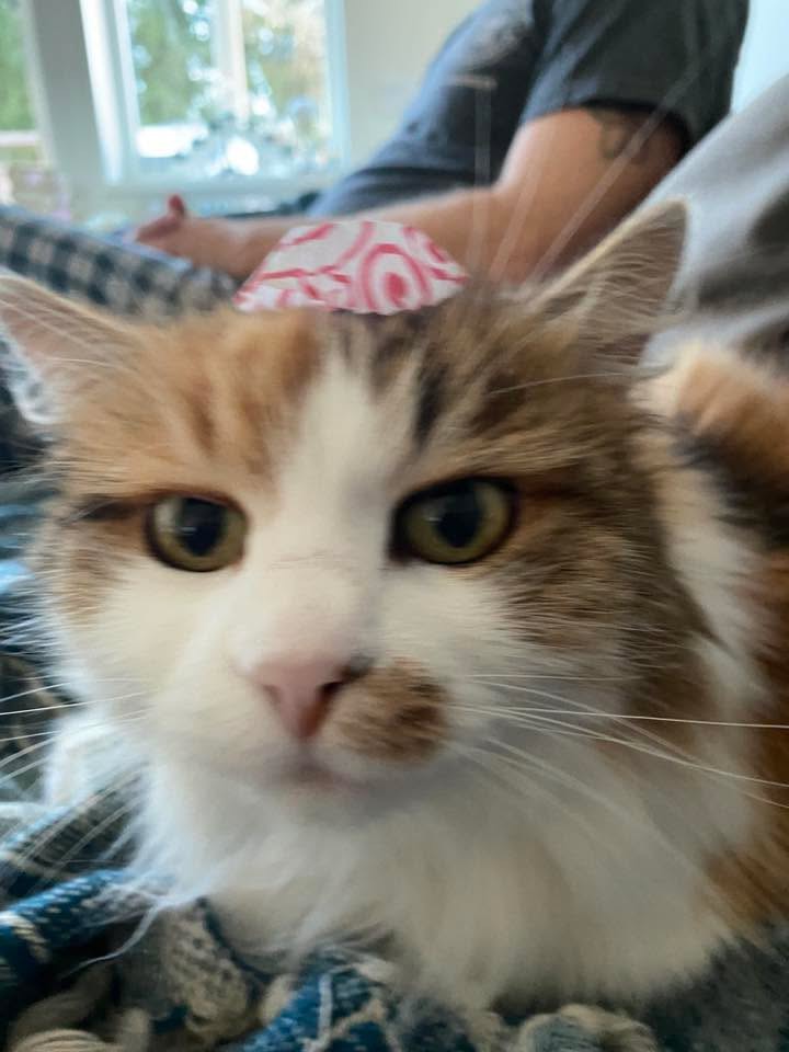Sibirisk katt Gaia
