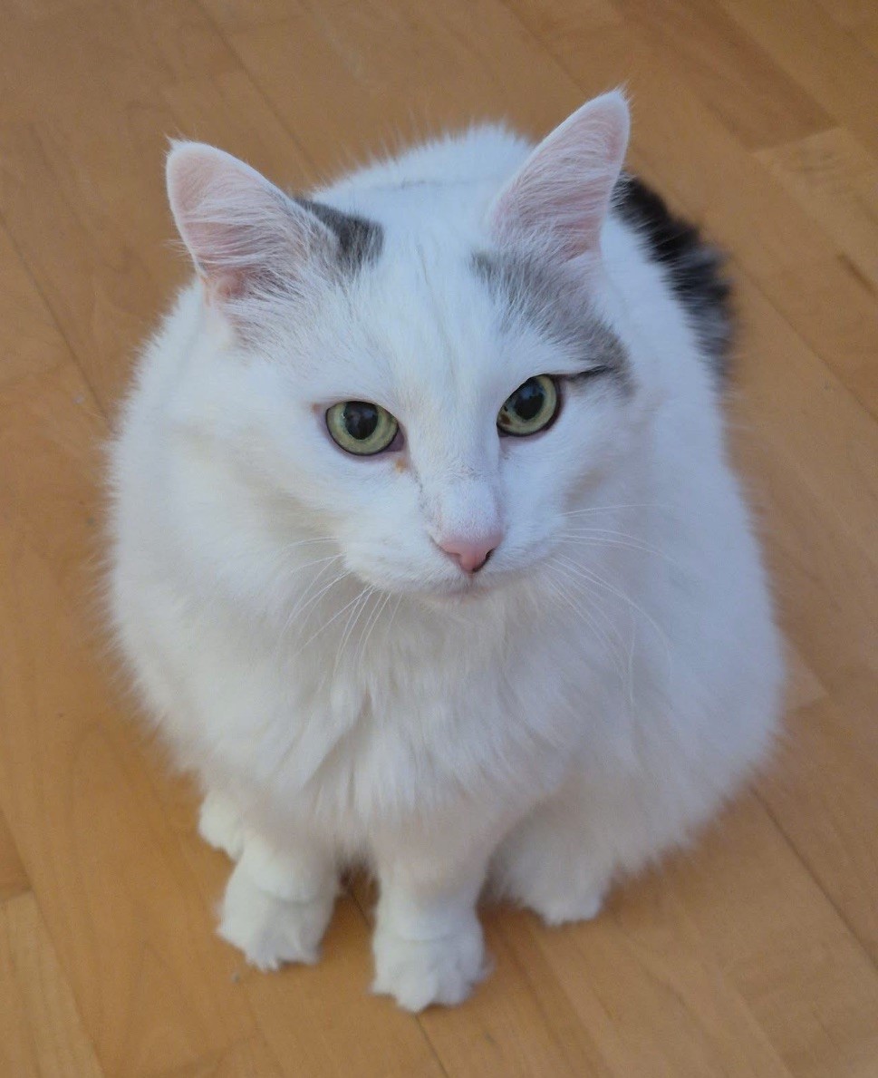 Sibirisk katt Mars