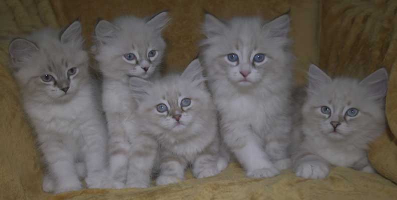 Neva Masquerade kattungar Starskys T3-kull