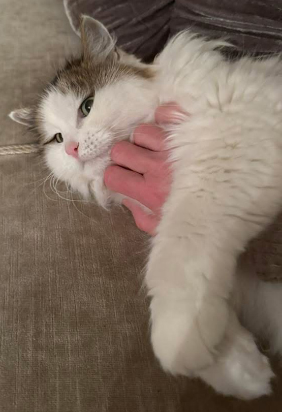 Sibirisk katt Polaris