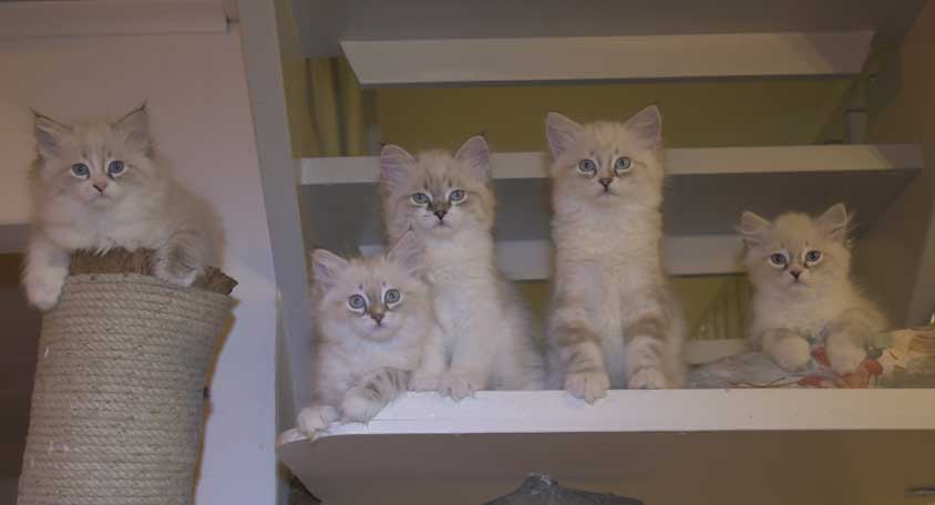 Neva Masquerade kattungar Starskys T3-kull