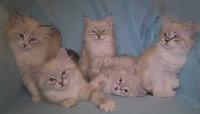 Neva Masquerade kattungar T3-kull