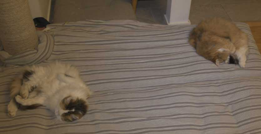 Sibirisk katt Dani och Tracie