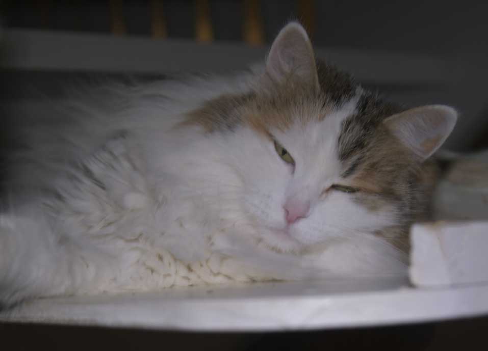 Sibirisk katt Tracie