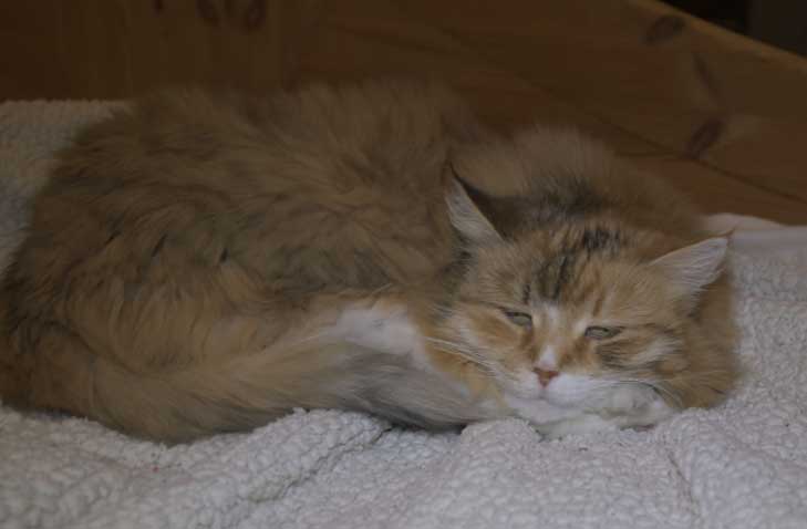 Sibirisk katt Dani