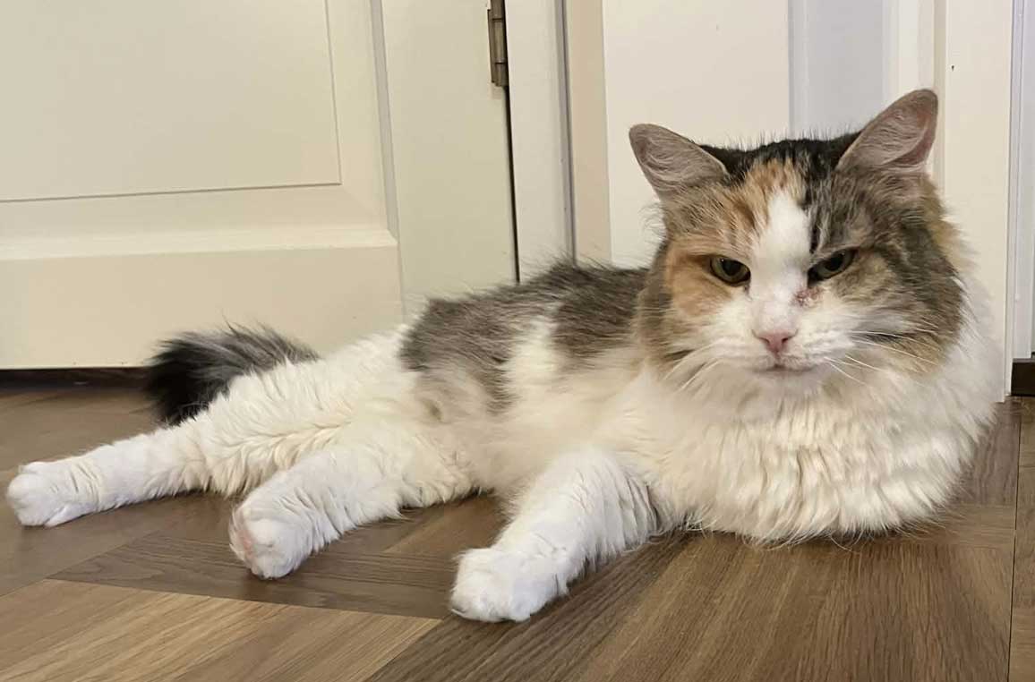 Sibirisk katt Colbie