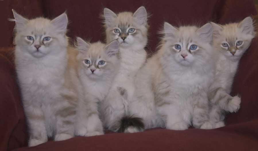 Neva Masquerade kattungar Starskys T3-kull