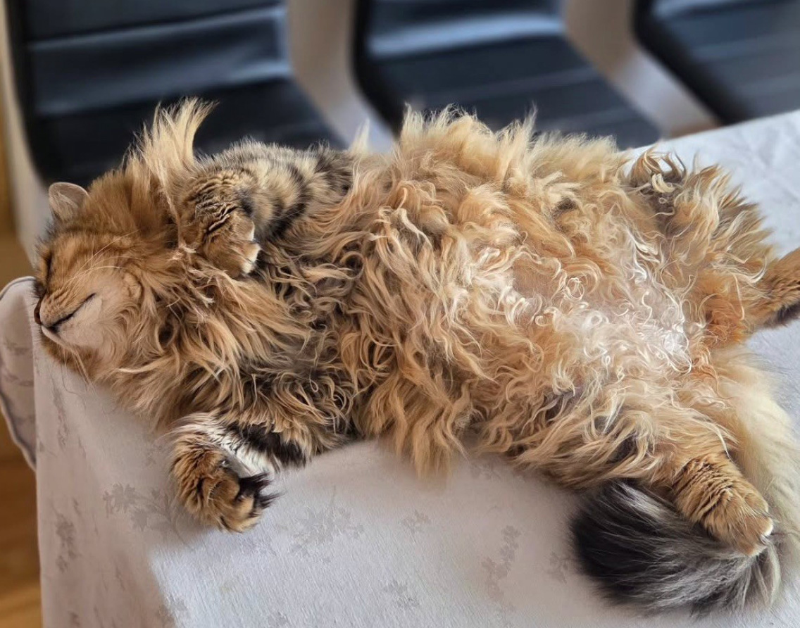 Sibirisk katt Odilia