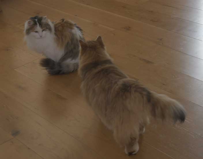 Sibirisk katt Tracie och Uni