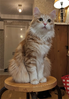 Sibirisk katt Metis