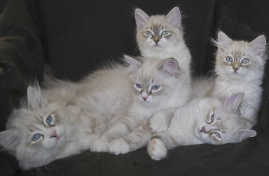 Neva Masquerade kattungar Starskys T3-kull