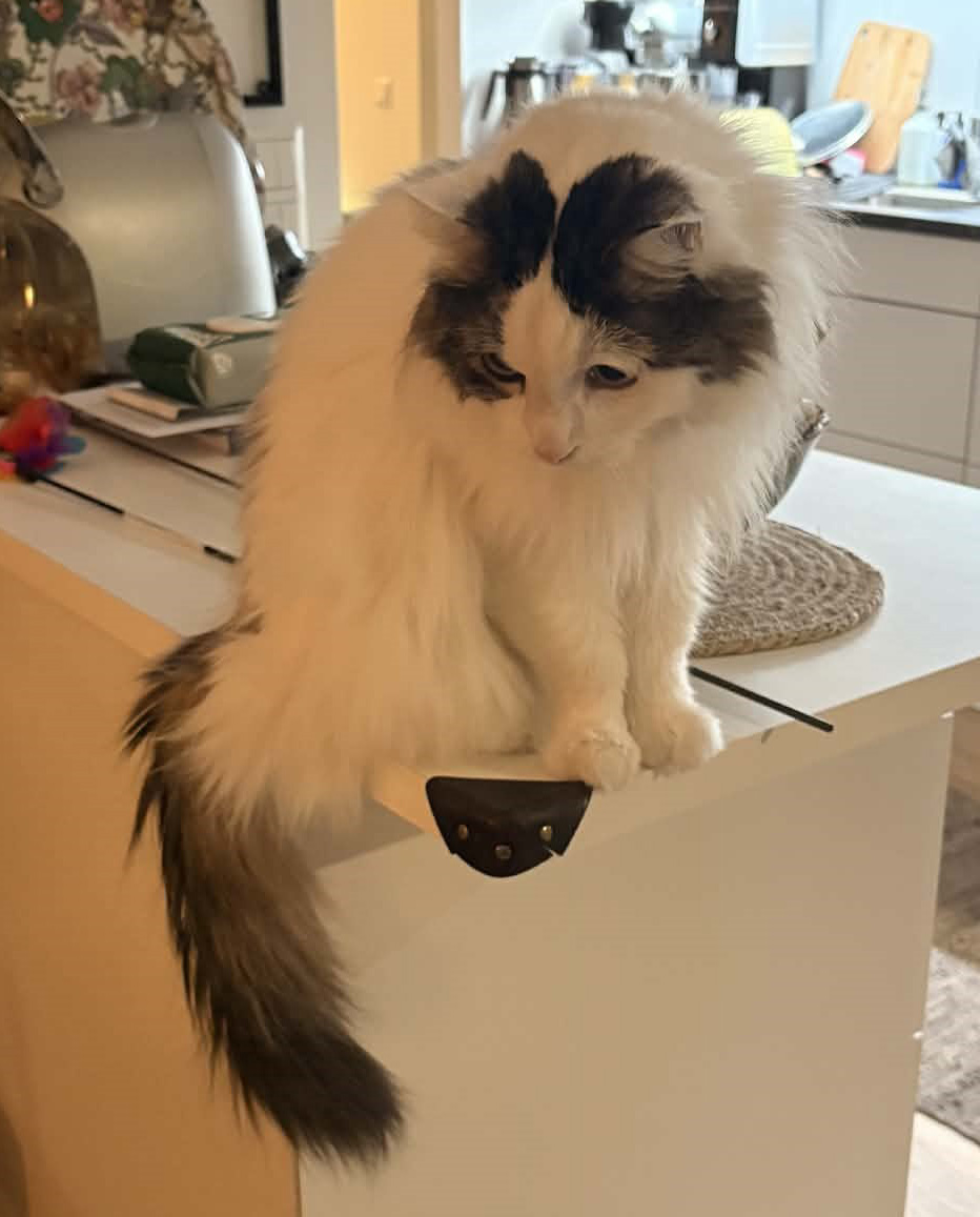 Sibirisk katt Quincy