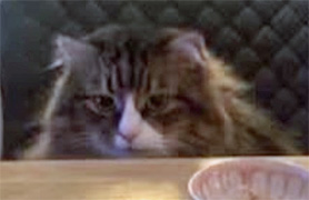 Sibirisk katt James