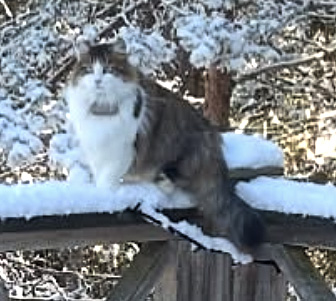 Sibirisk katt Gloria