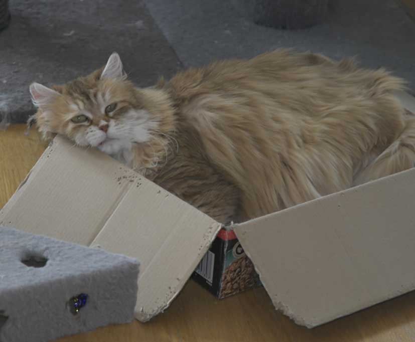 Sibirisk katt Uni