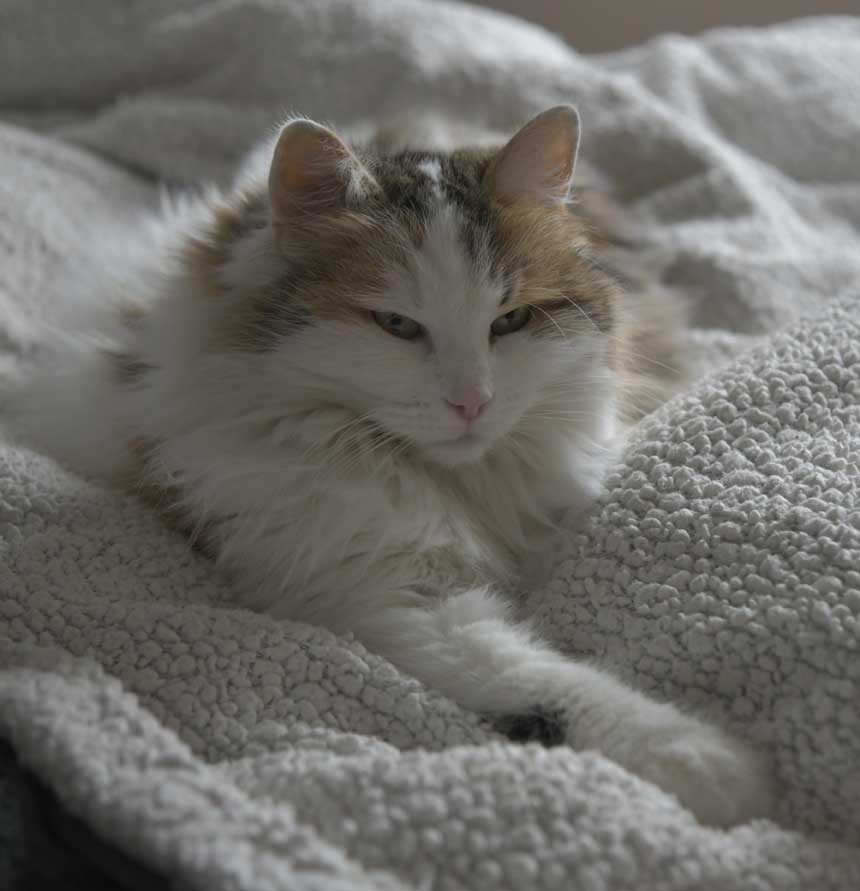 Sibirisk katt Tracie