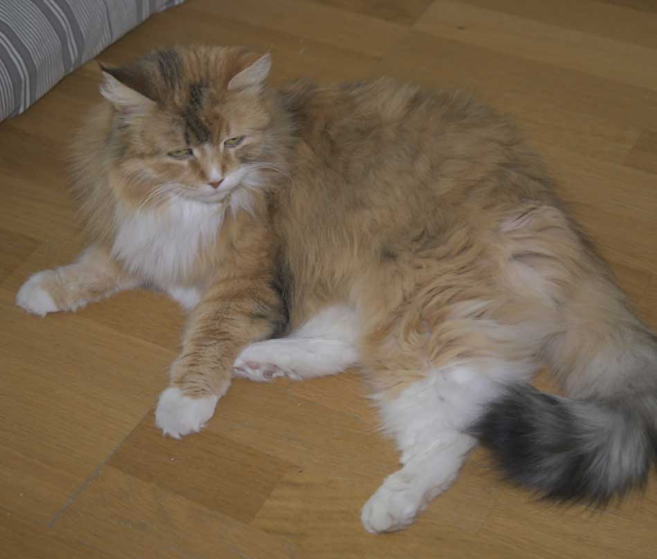 Sibirisk katt Dani