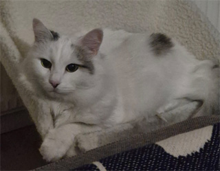 Sibirisk katt Mars