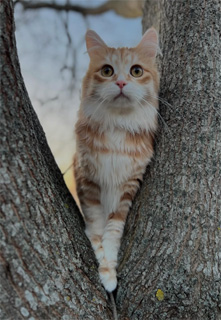 Sibirisk katt Metis