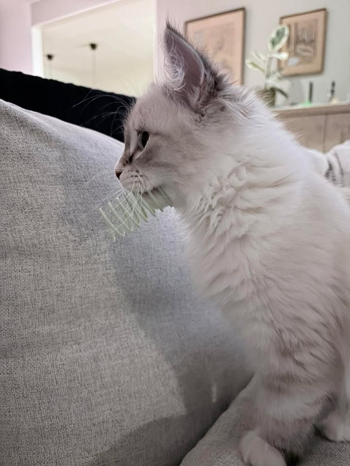 Neva Masquerade kattunge Taurus