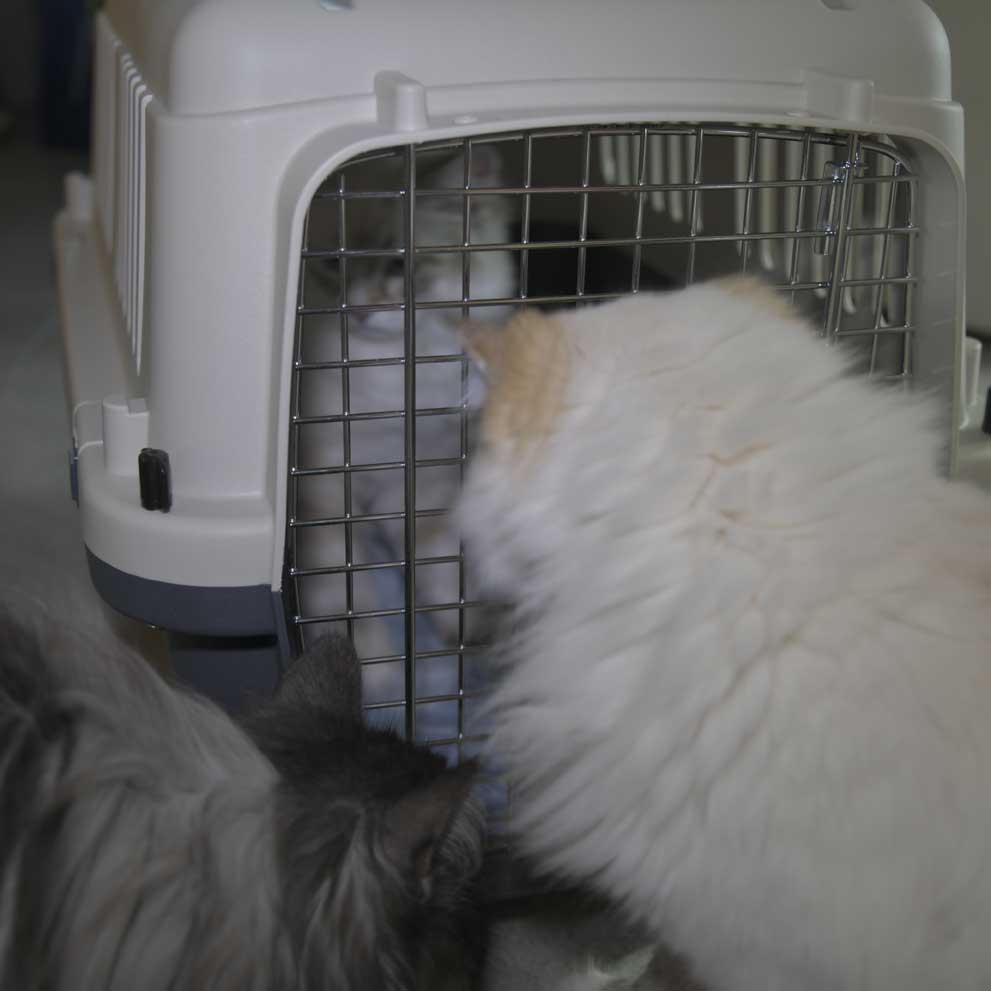 Neva Masquerade kattunge Thule