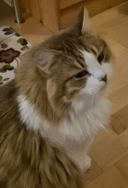 Sibirisk katt Valina