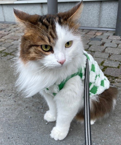 Sibirisk katt Lyman