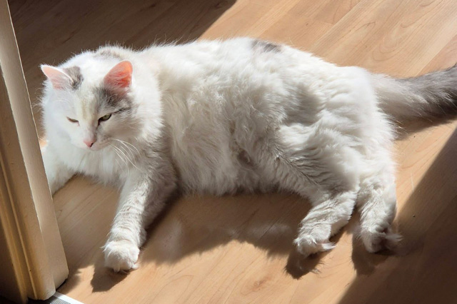 Sibirisk katt Mars