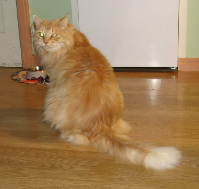 Sibirisk katt Hercules