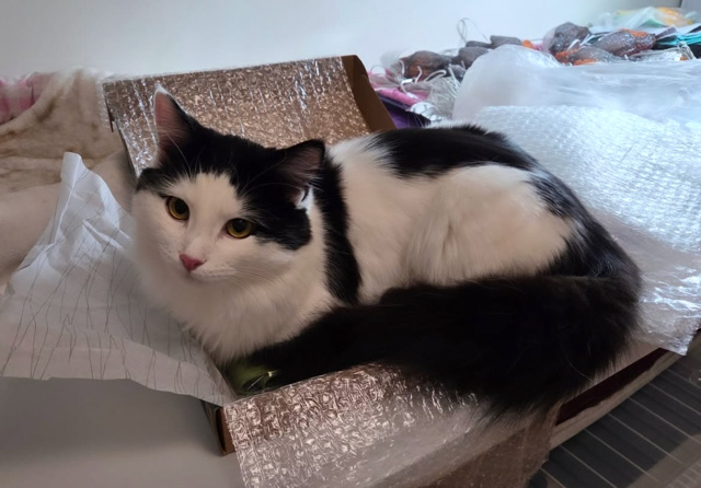 Sibirisk katt Saroma