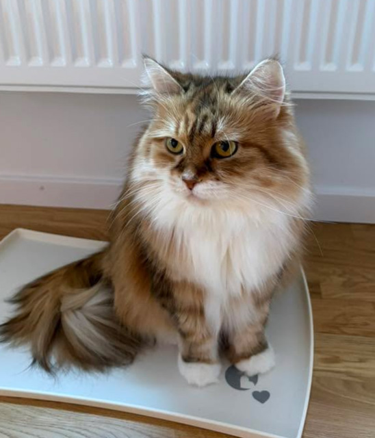 Sibirisk katt Bella