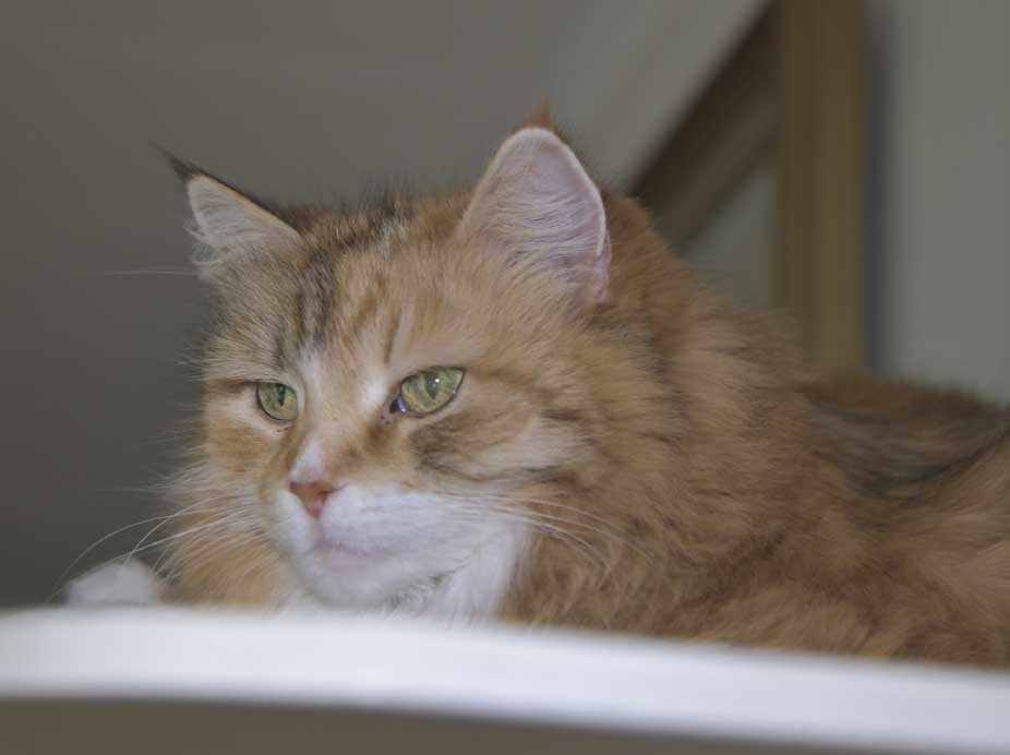Sibirisk katt Dani