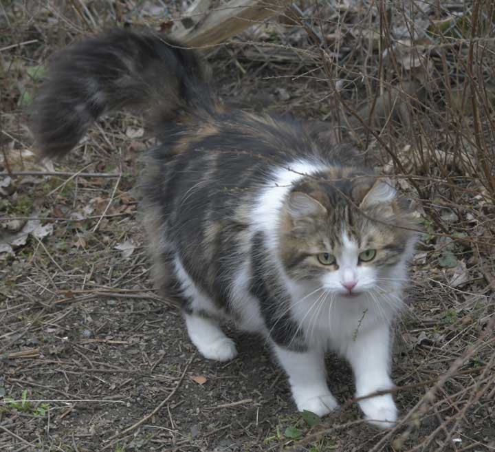 Sibirisk katt Vickie