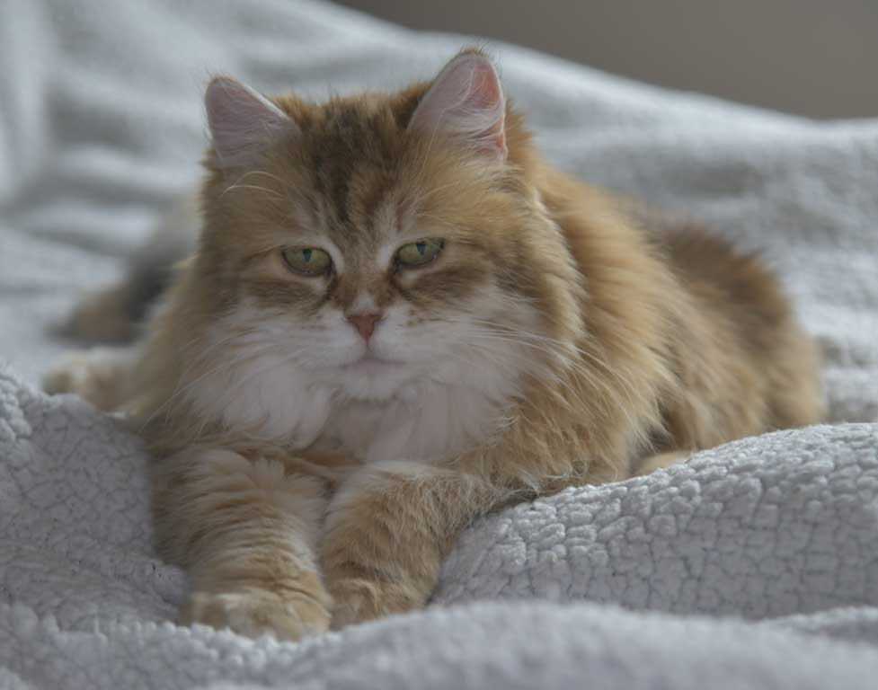 Sibirisk katt Uni