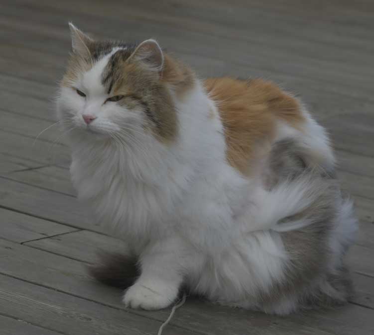 Sibirisk katt Tracie