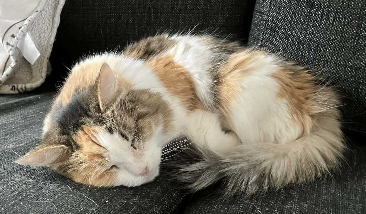 Sibirisk katt Colbie