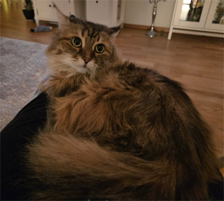 Sibirisk katt Orinda