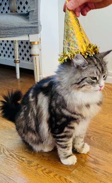 Sibirisk katt Seppina