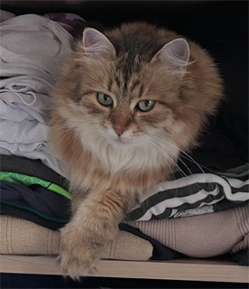 Sibirisk katt Fujita