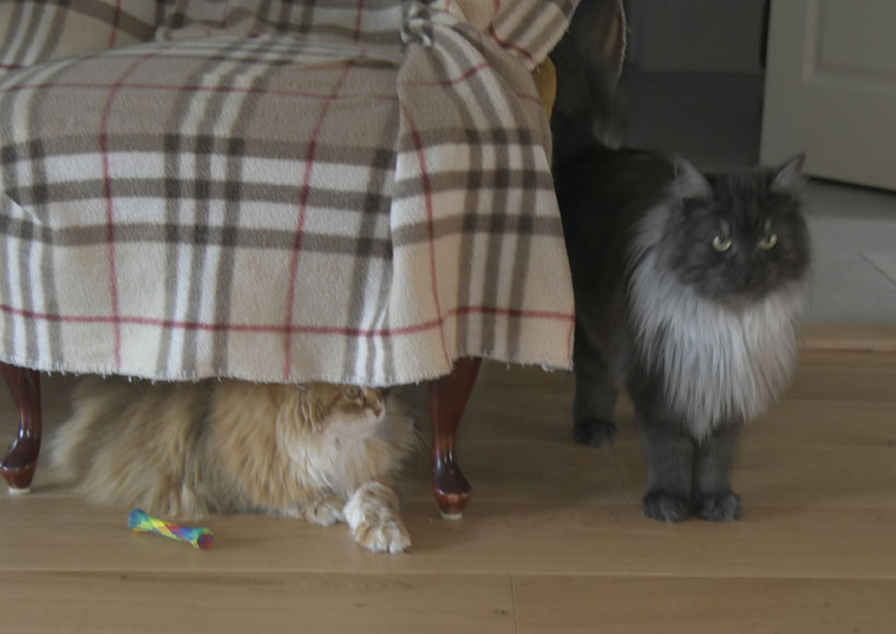 Sibirisk katt Uni och Skir Skip