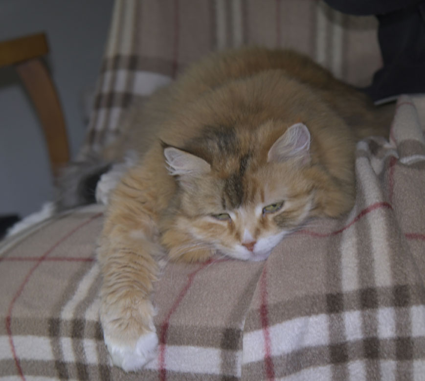 Sibirisk katt Dani