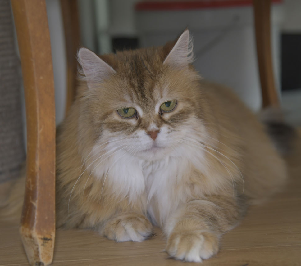Sibirisk katt Uni