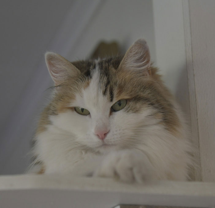 Sibirisk katt Tracie